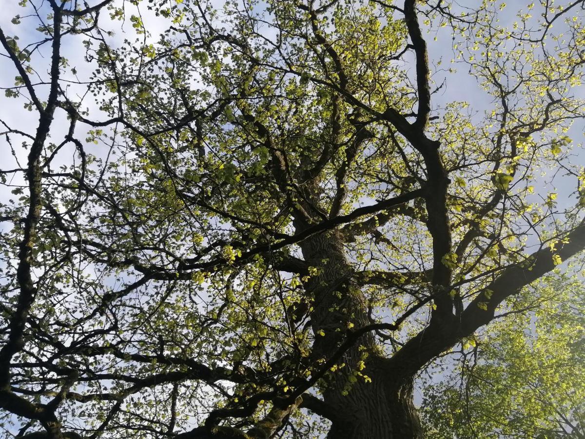 Ostoja Apartment Bialowieza Bagian luar foto